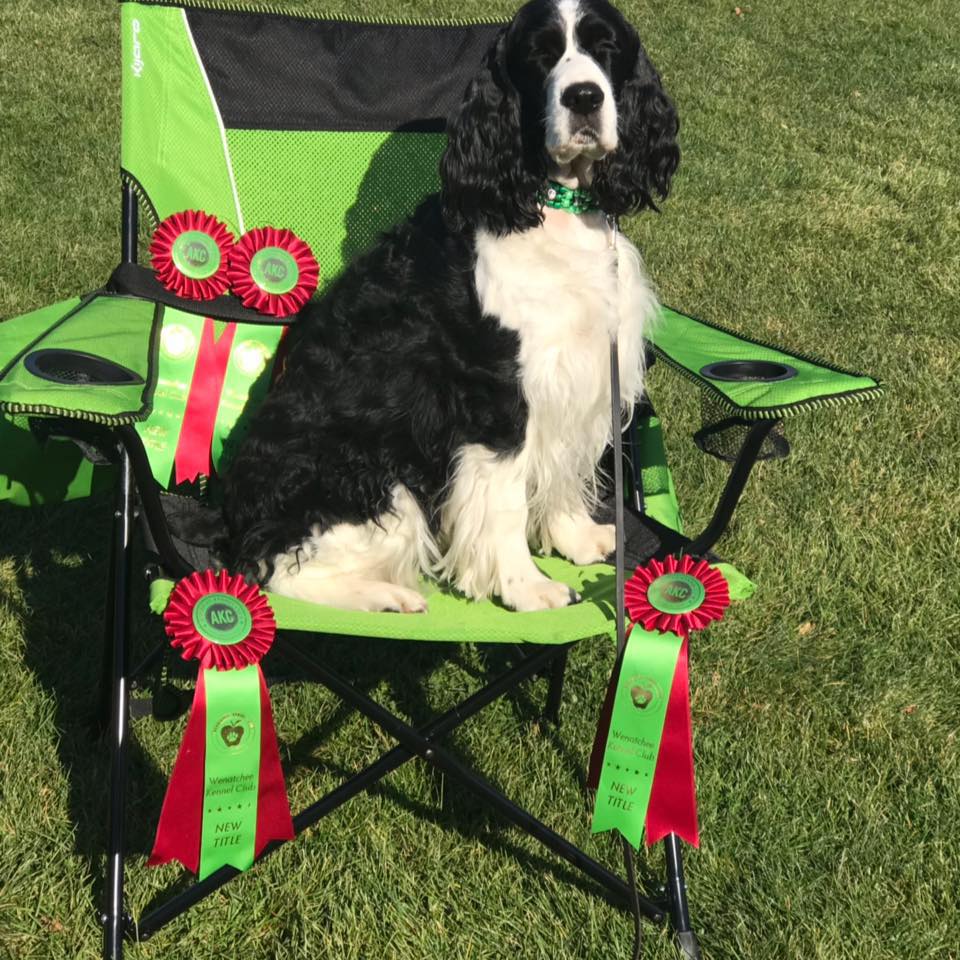 My Dogs Gym & Training Centre